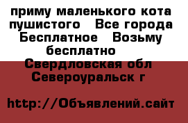 приму маленького кота пушистого - Все города Бесплатное » Возьму бесплатно   . Свердловская обл.,Североуральск г.